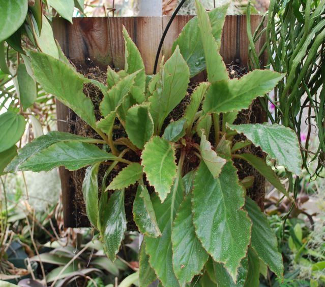 B. velloziana